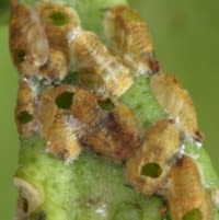 ACP mummies with exit holes from T. radiata emergence
